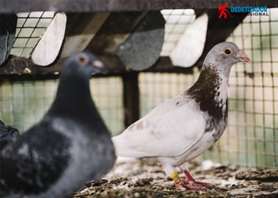 controle de pombos e morcegos